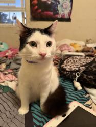 Lost Unknown Cat last seen Birch & una, San Diego, CA 92113