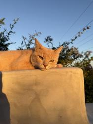 Reunited Male Cat last seen La costa, Carlsbad, CA 92009