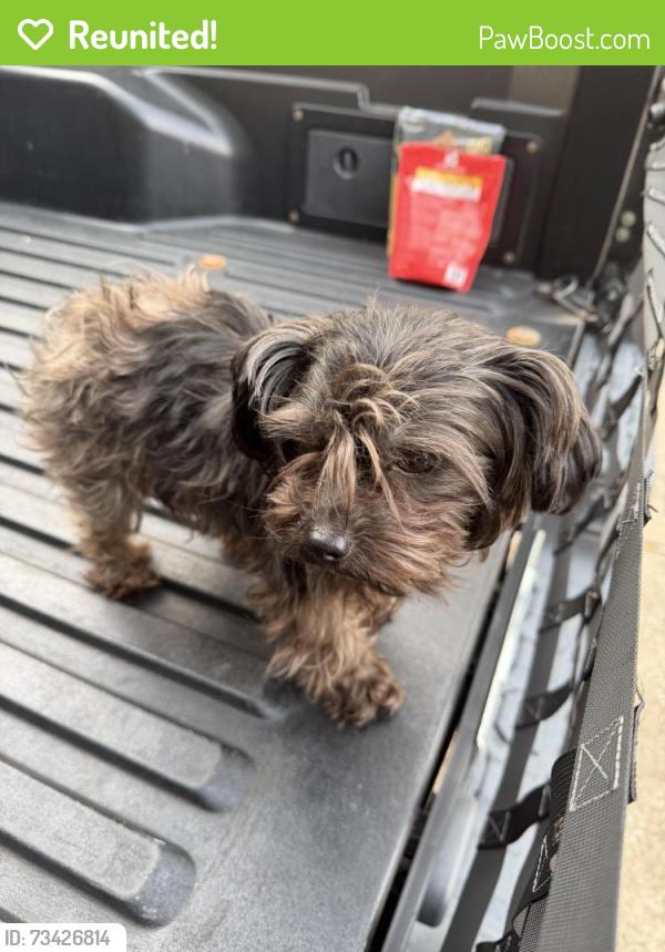 Reunited Male Dog last seen Copper Lakes Neighborhood, Houston, TX 77095