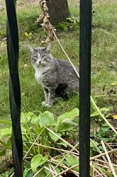 Found/Stray Male Cat last seen Jefferson and 41st, Minneapolis, MN 55421