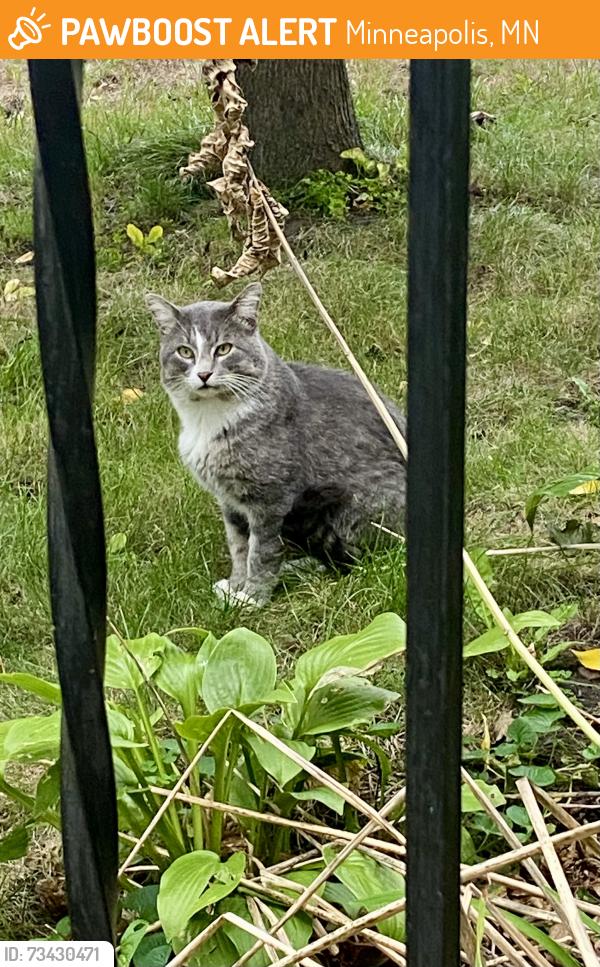 Found/Stray Male Cat last seen Jefferson and 41st, Minneapolis, MN 55421