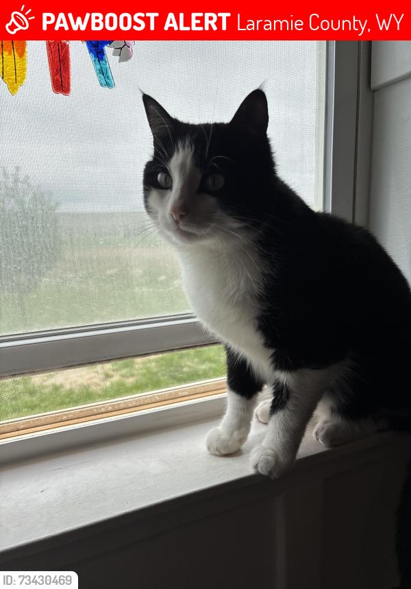 Lost Male Cat last seen Chuck Wagon Rd & GGR, Laramie County, WY 82009