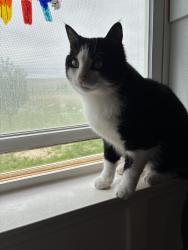 Lost Male Cat last seen Chuck Wagon Rd & GGR, Laramie County, WY 82009