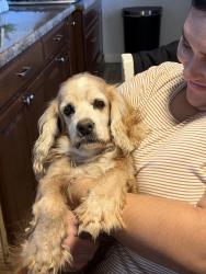 Reunited Male Dog last seen 19th Avenue and Whitton, Phoenix, AZ 85015