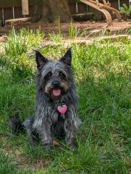 Reunited Male Dog last seen Parliament Dr & Rolling Rd, Springfield, VA 22151