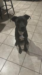 Found/Stray Male Dog last seen Krogers, Fort Worth, TX 76179