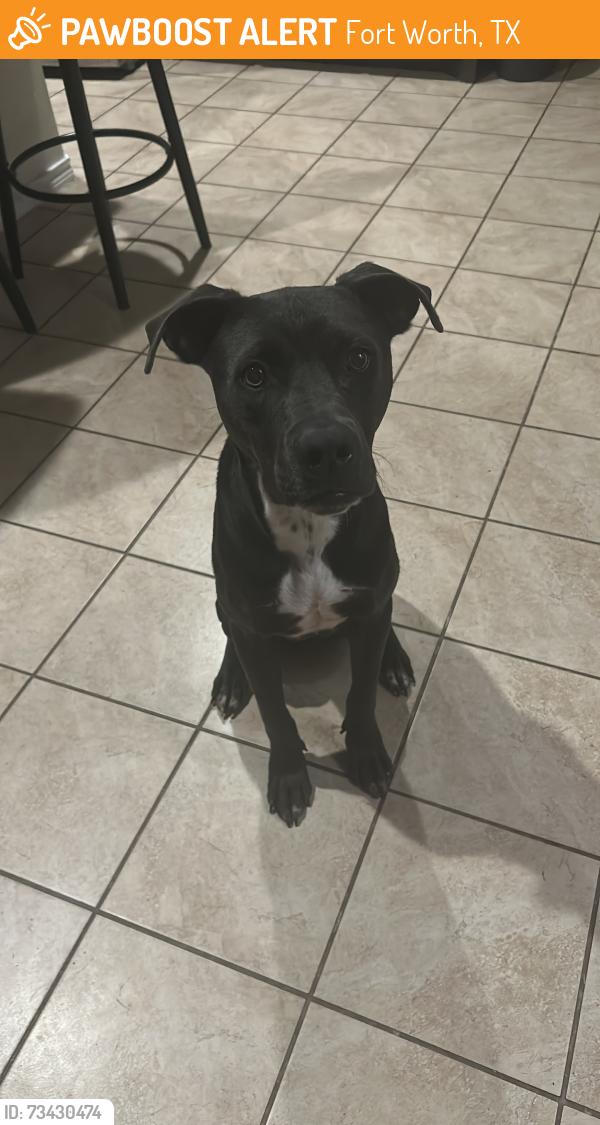 Found/Stray Male Dog last seen Krogers, Fort Worth, TX 76179