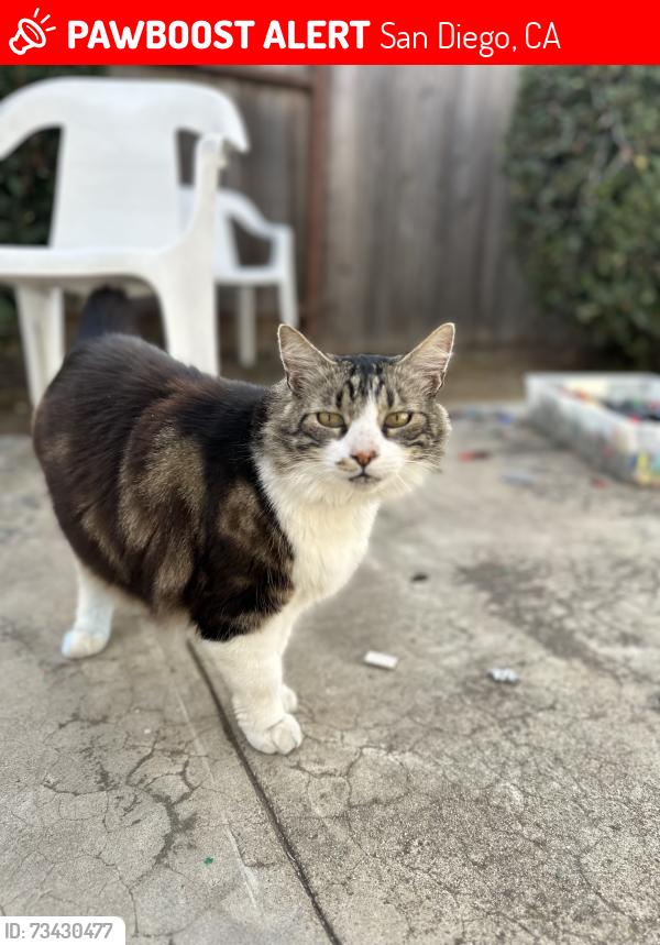 Lost Male Cat last seen Hawthorne elementary, San Diego, CA 92117