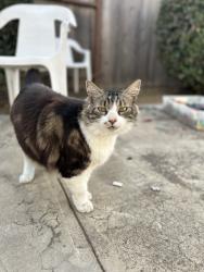 Lost Male Cat last seen Hawthorne elementary, San Diego, CA 92117