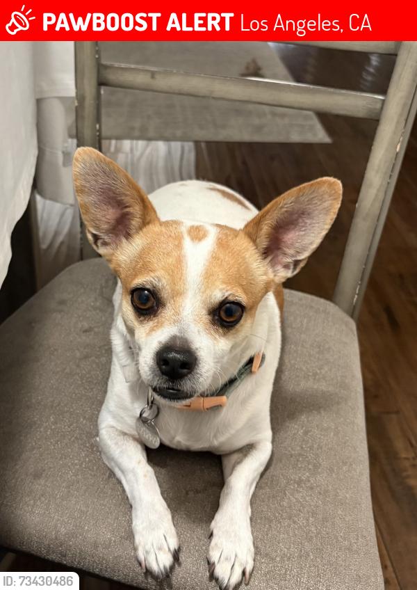 Lost Female Dog last seen Guadalupe church, Los Angeles, CA 90063