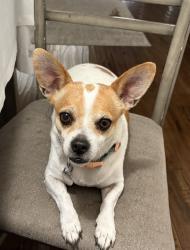 Lost Female Dog last seen Guadalupe church, Los Angeles, CA 90063