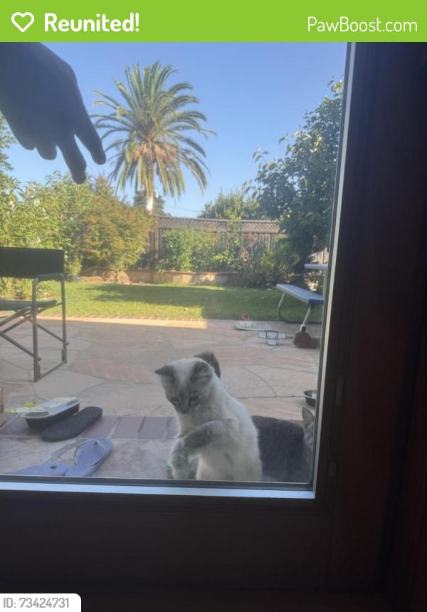 Reunited Female Cat last seen Near Springer Terrace,Los Altos, Los Altos, CA 94024