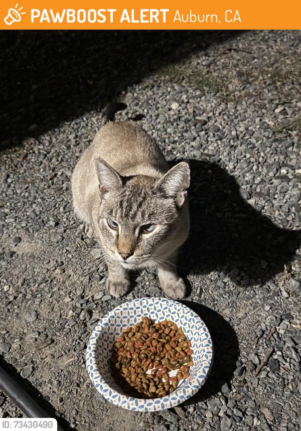 Found/Stray Male Cat last seen Christian Valley Road, Auburn, CA 95602
