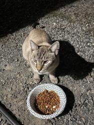 Found/Stray Male Cat last seen Christian Valley Road, Auburn, CA 95602
