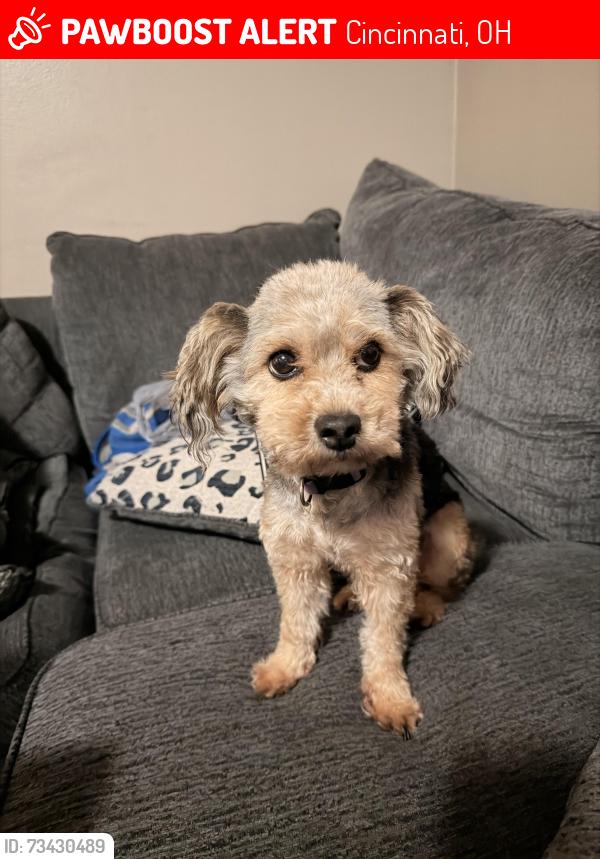 Lost Female Dog last seen Windmill behind little ceasers, Cincinnati, OH 45240