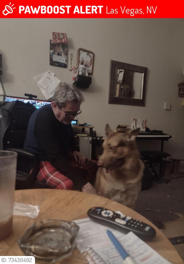 Lost Male Dog last seen Fort Apache and Charleston, Las Vegas, NV 89117