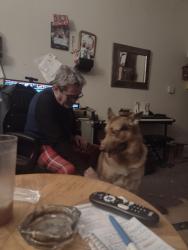Lost Male Dog last seen Fort Apache and Charleston, Las Vegas, NV 89117