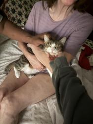 Reunited Female Cat last seen West Wynnewood road and Oclott + haverford rd intersection, Ardmore, PA 19003