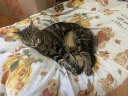 Lost Male Cat last seen King Street & Highland Street, Palmer, MA 01069