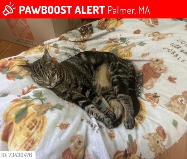 Lost Male Cat last seen King Street & Highland Street, Palmer, MA 01069