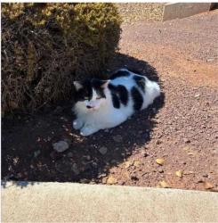 Found/Stray Unknown Cat last seen E Ray Rd and S Higley Rd, Gilbert, AZ 85296