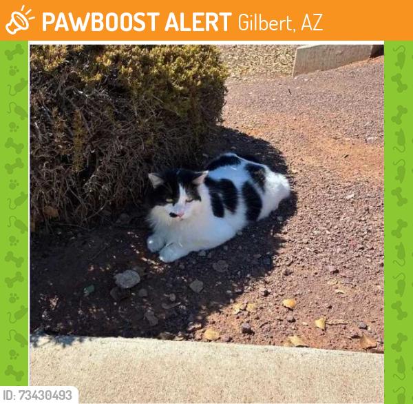 Found/Stray Unknown Cat last seen E Ray Rd and S Higley Rd, Gilbert, AZ 85296