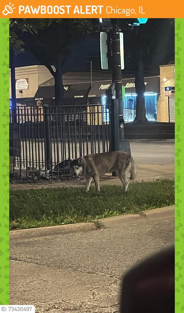 Found/Stray Unknown Dog last seen Near w 79st, Chicago, IL 60652