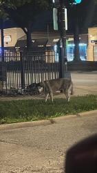 Found/Stray Unknown Dog last seen Near w 79st, Chicago, IL 60652