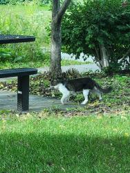Found/Stray Unknown Cat last seen Shingle Creek Parkway/John Martin, Brooklyn Center, MN 55430