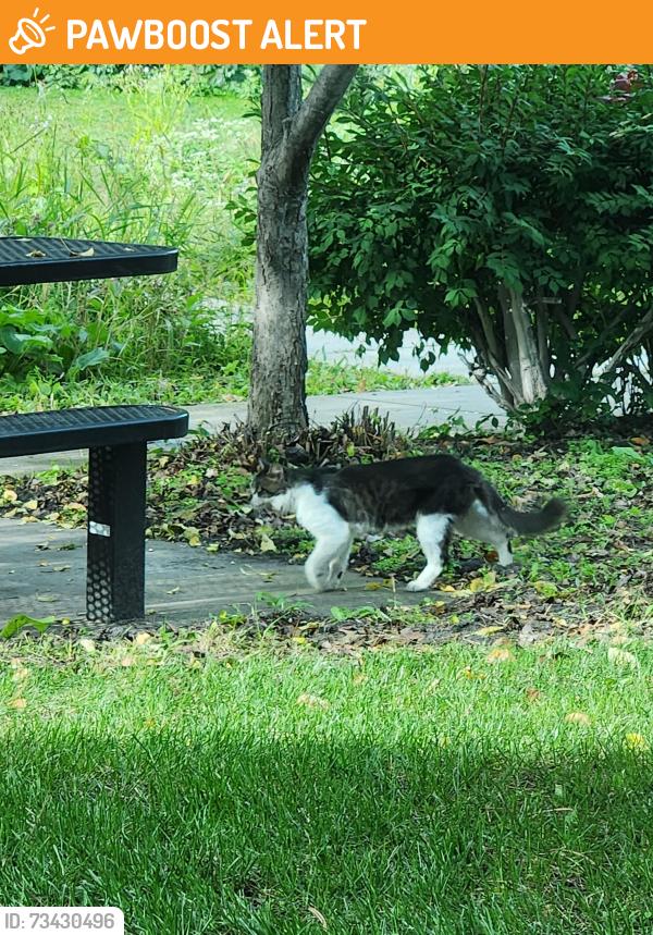 Found/Stray Unknown Cat last seen Shingle Creek Parkway/John Martin, Brooklyn Center, MN 55430