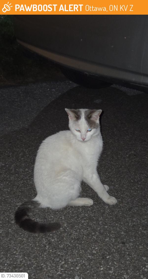 Found/Stray Unknown Cat last seen It was on the road in my neighbourhood, on Southmore Dr E, Ottawa, ON K1V 6Z1