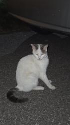 Found/Stray Unknown Cat last seen It was on the road in my neighbourhood, on Southmore Dr E, Ottawa, ON K1V 6Z1