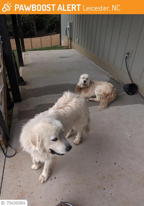 Found/Stray Male Dog last seen Old Leicester Hwy, Leicester, NC 28748, Leicester, NC 28748