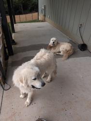 Found/Stray Male Dog last seen Old Leicester Hwy, Leicester, NC 28748, Leicester, NC 28748