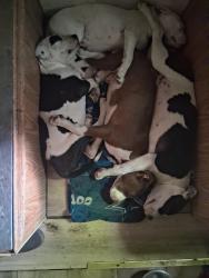 Lost Female Dog last seen Forest between hurd rd and tahuya river dr, Mason County, WA 98588