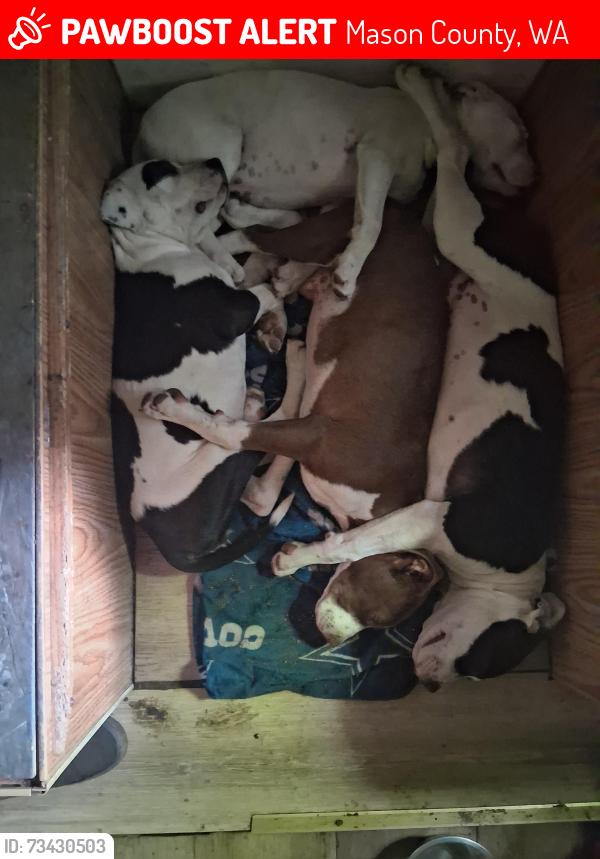 Lost Female Dog last seen Forest between hurd rd and tahuya river dr, Mason County, WA 98588