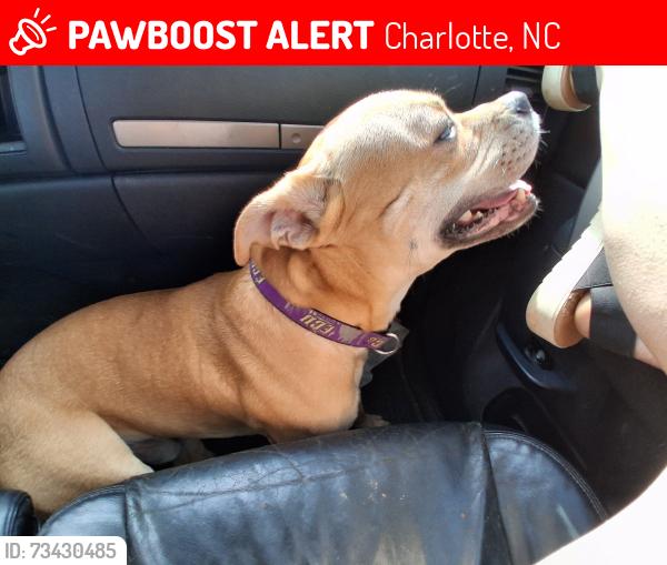 Lost Male Dog last seen Spring valley , Colchester n burnt mill road, Charlotte, NC 28210