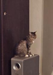 Lost Female Cat last seen Cleveland Ave between 5th and 4th street, Montebello, CA 90640