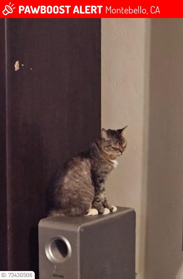 Lost Female Cat last seen Cleveland Ave between 5th and 4th street, Montebello, CA 90640