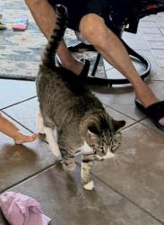 Reunited Male Cat last seen Quill and Sunland, Los Angeles, CA 91040