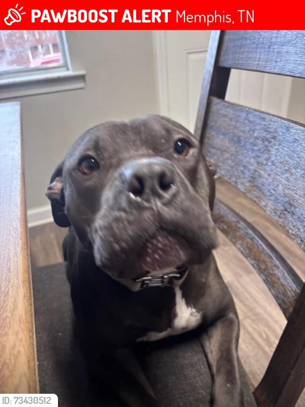Lost Male Dog last seen Dexter lane & old Dexter, Memphis, TN 38016