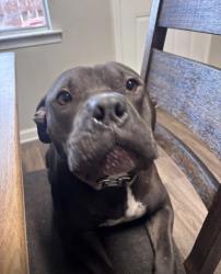 Lost Male Dog last seen Dexter lane & old Dexter, Memphis, TN 38016
