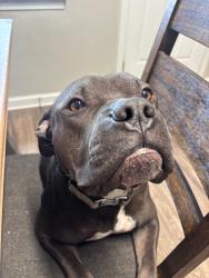 Lost Male Dog last seen Beaver trail, Memphis, TN 38016