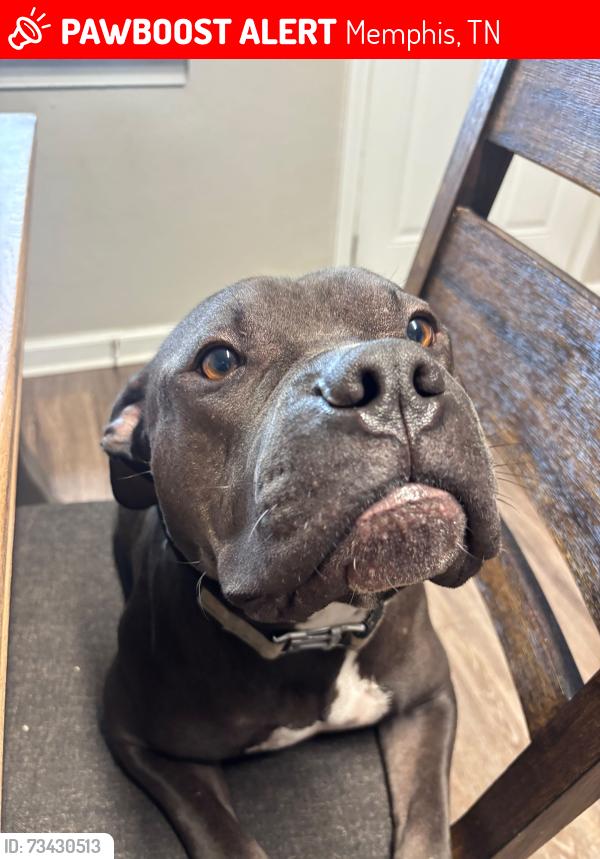 Lost Male Dog last seen Beaver trail, Memphis, TN 38016