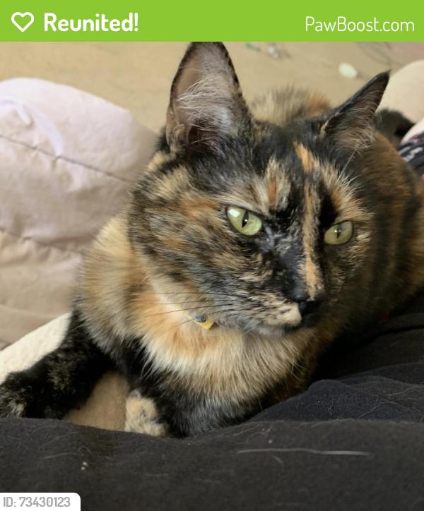 Reunited Female Cat last seen Near Pine Marr Drive, Chattanooga, TN 37343