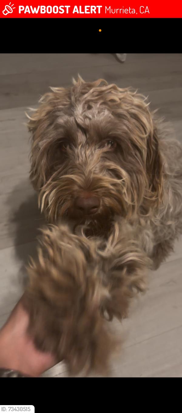 Lost Female Dog last seen New Haven Dr, Murrieta, CA 92562