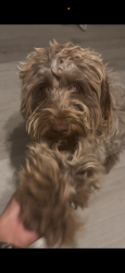 Lost Female Dog last seen New Haven Dr, Murrieta, CA 92562