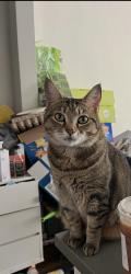 Lost Female Cat last seen Cole Street, San Francisco, CA 94117