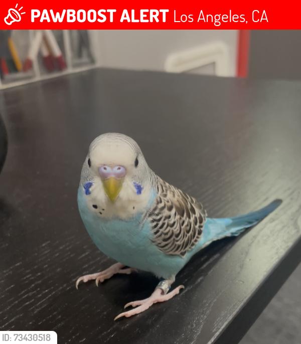 Lost Male Bird last seen Erewhon/Sunset Triangle, Los Angeles, CA 90029
