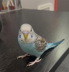 Lost Male Bird last seen Erewhon/Sunset Triangle, Los Angeles, CA 90029